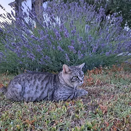 Marco Zona Autodromo Oda ve Kahvaltı