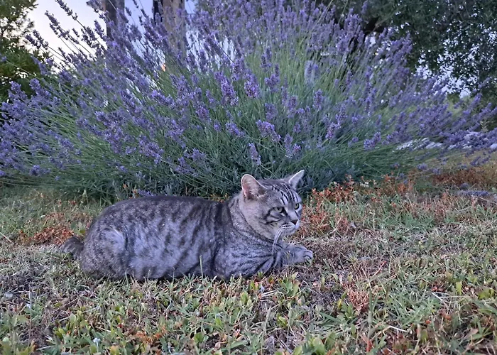 Marco Zona Autodromo Bed & Breakfast